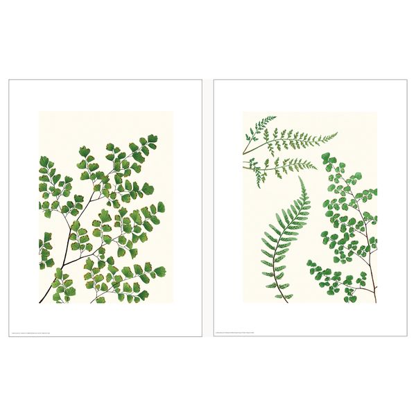 Постер, Папоротники, 30x40 см IKEA DRÖMBILD ДРЁМБИЛЬД 504.477.10 - фото 1