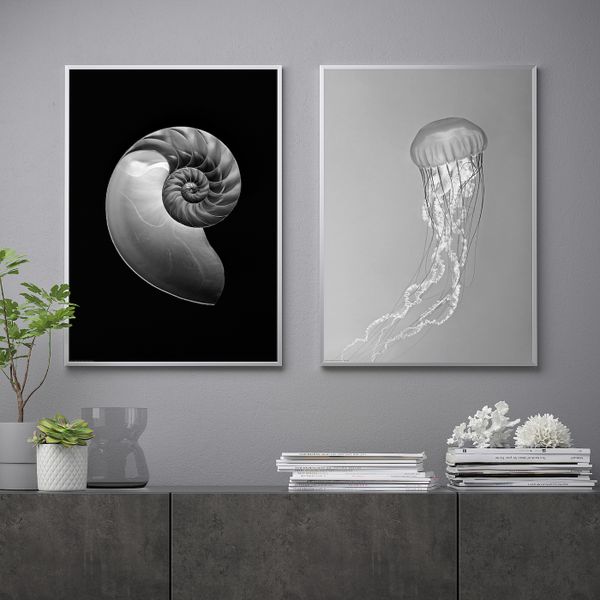 Постер, Раковина наутилуса и медуза 50x70 см IKEA BILD БИЛЬД 305.004.59 - фото 2