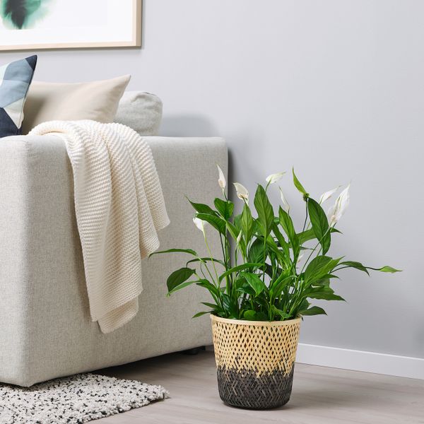 Кашпо, бамбук естественный/черный 19 см IKEA VATTENMELON ВАТТЕНМЕЛОН 404.815.25 - фото 2