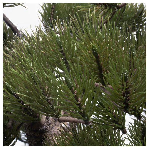 Искусственное растение в горшке ФЕЙКА, бонсай (21 см) - схема-чертеж с размерами