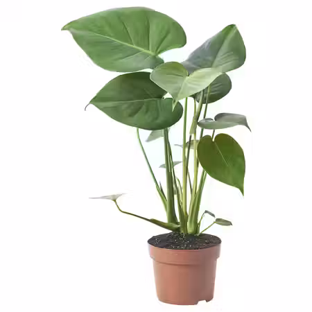MONSTERA DELICIOSA Растение в горшке - Монстера деликатесная 12 см