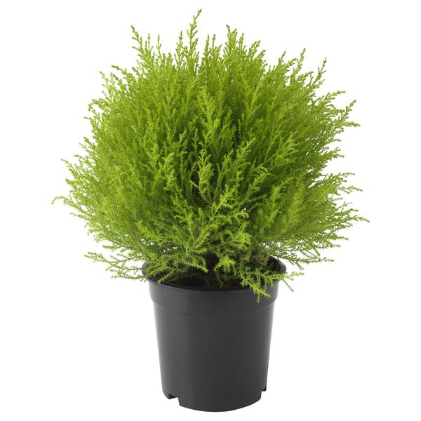 Растение в горшке CUPRESSUS MACROCARPA, кипарис, шар (17 см) - фото 1