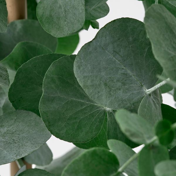 Растение в горшке, эвкалипт, 17 см IKEA EUCALYPTUS 806.041.38 - схема-чертеж с размерами