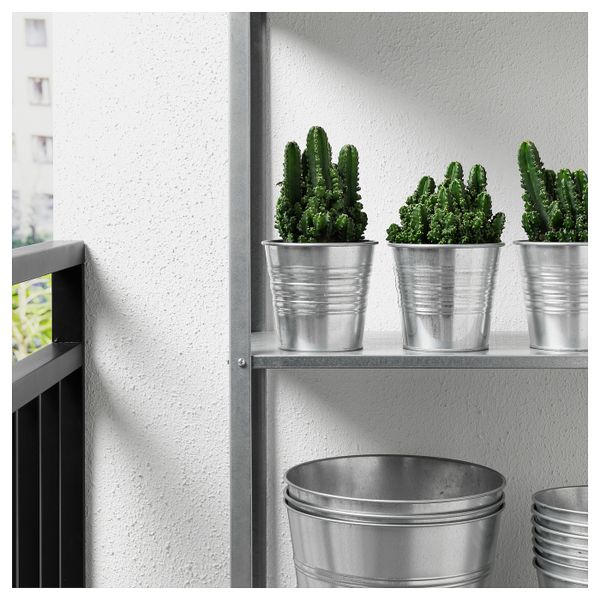 Растение в горшке, без колючек 12 см IKEA ЦЕРЕУС ПЕРУАНСКИЙ 403.927.65 - фото 3