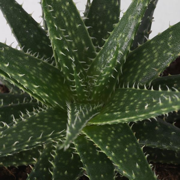 Растение в горшке, различные растения 9 см IKEA SUCCULENT СУККУЛЕНТЫ 103.719.67 - фото 5