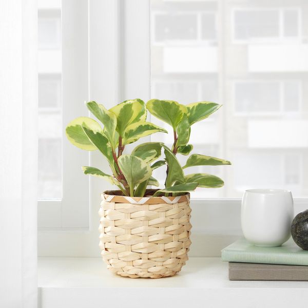 Кашпо, бамбук 9 см IKEA KAFFEBÖNA КАФФЕБОНА 404.236.15 - фото 7