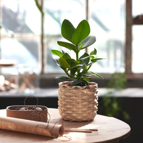 Кашпо КАФФЕБОНА, бамбук (12 см) - фото 12