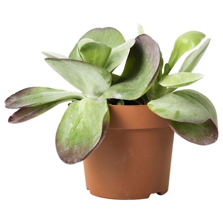 Растение в горшке KALANCHOE THYRSIFLORA, Адениум (14 см)