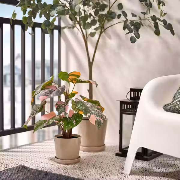 FEJKA Искусственное растение в горшке - д/дома/улицы Филодендрон/зеленый/розовый 15 см - фото 3