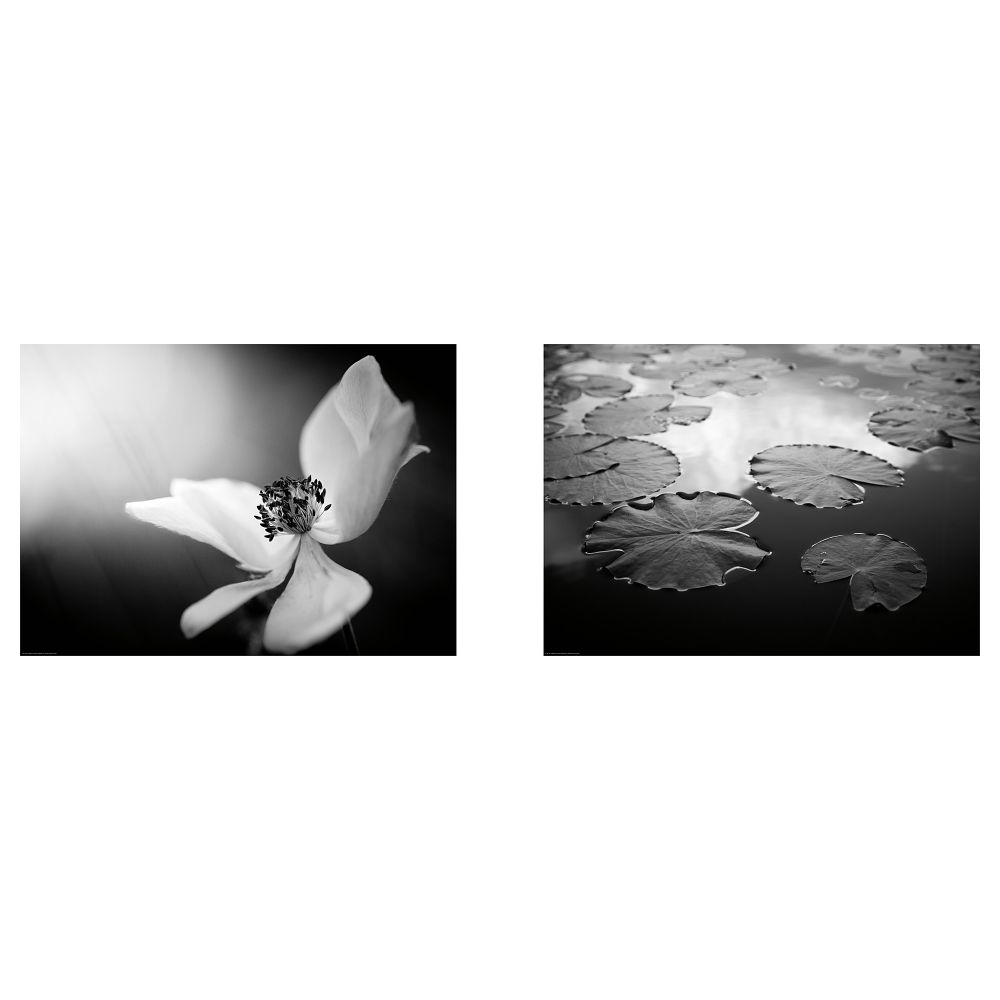 Постер, Лесная жизнь, 70x50 см IKEA DRÖMBILD ДРЁМБИЛЬД 304.418.51 - фото 1