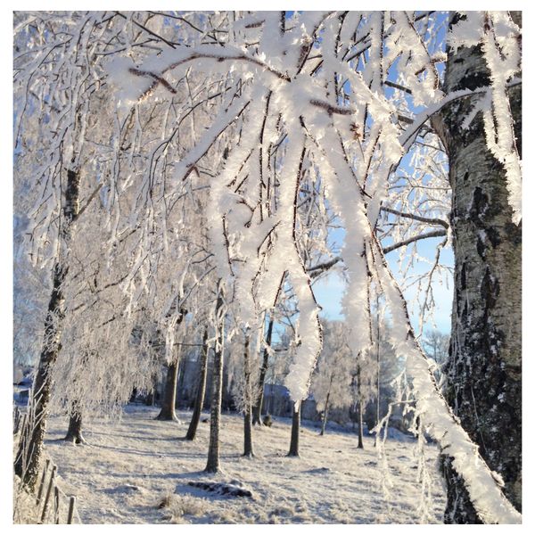 Ароматическая свеча в банке ВИНТЕР 2016, белый Зимние прогулки, белый (8 см) - фото 2
