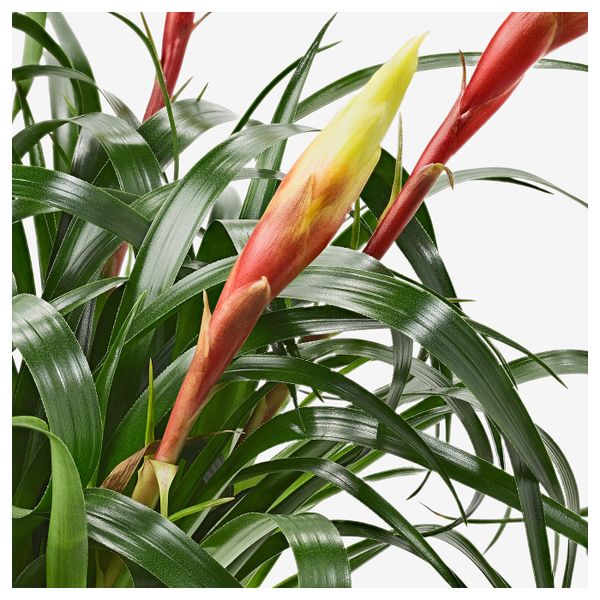 Растение в горшке 12 см IKEA ВРИЕЗИЯ 304.284.06 - схема-чертеж с размерами