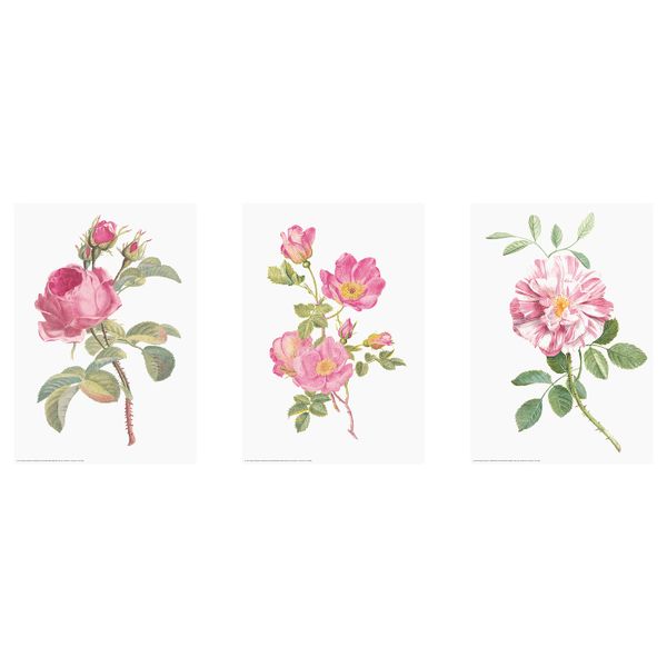 Набор постеров,3шт, Цветы 21x30 см IKEA EDELVIK ЭДЕЛВИК 804.901.51 - фото 1