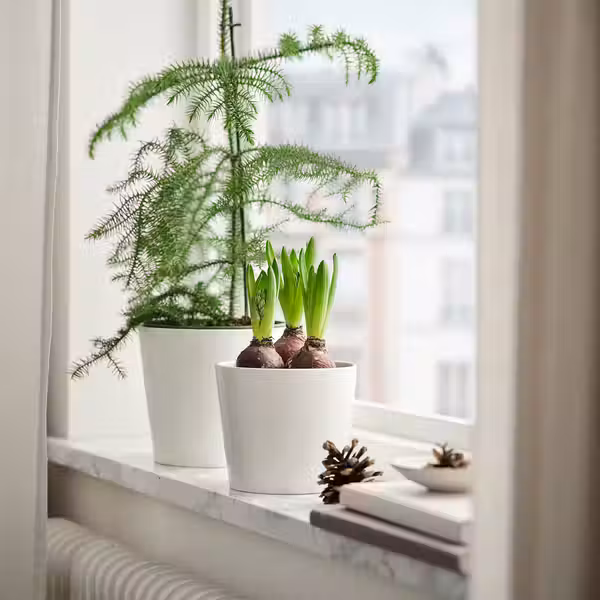 HYACINTHUS Растение в горшк, 3 лквц - фото 2