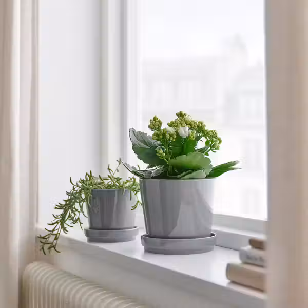 KALANCHOE Растение в горшке - Каланхоэ Блосфельда разные цвета 10.5 см - фото 2