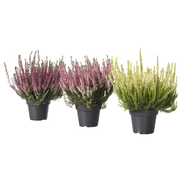 Растение в горшке, вереск, разные цвета, 13 см IKEA КАЛЛУНА 003.753.53 - фото 1