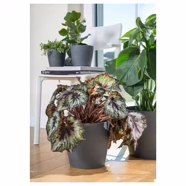 PERSILLADE Кашпо - темно-серый 19 см - фото 2