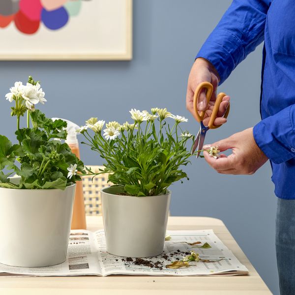 Ножницы для ухода за растениями, оранжевый, 16 см IKEA BRYTBÖNA БРЮТБОНА 005.851.91 - схема-чертеж с размерами