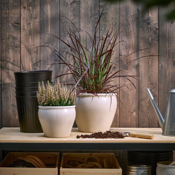 Растение в горшке, Фонтанная трава, 17 см IKEA PENNISETUM 605.923.82 - фото 2