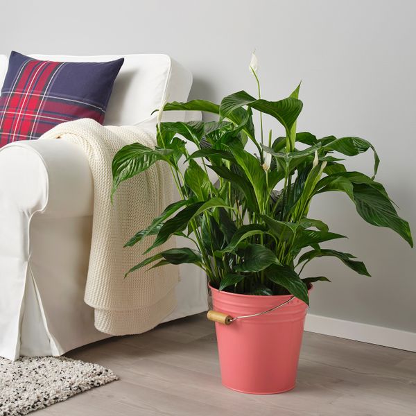 Ведро/горшок, для дома, улицы красно-розовый 10 л IKEA СОККЕР 104.539.77 - фото 3