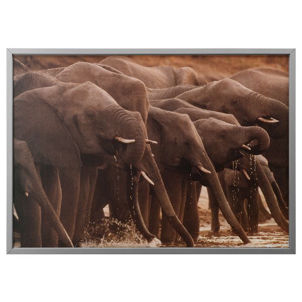 Картина с рамой БЬЁРКСТА, Африканские слоны, цвет алюминия (140x100 см) - фото 1