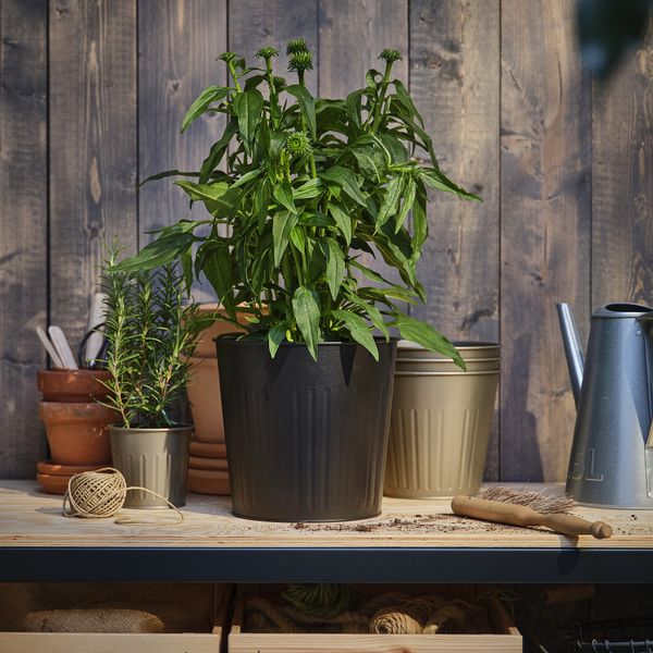 Растение в горшке, Эхинацея разные цвета, 17 см IKEA ECHINACEA 405.923.83 - фото 3