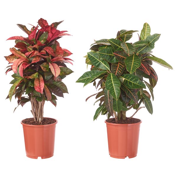 Растение в горшке КОДИЕУМ, кротон различные растения (24 см) - фото 1