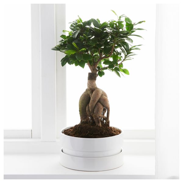 Комнатное растение в горшке FICUS MICROCARPA GINSENG, бонсай, разные цвета (22 см) - фото 2