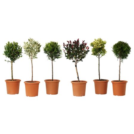 Растение в горшке CONIFER, различные растения, стебель (18 см)