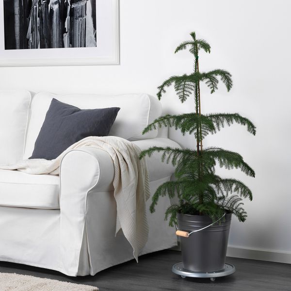 Растение в горшке, Араукария 17 см IKEA ARAUCARIA АРАУКАРИЯ 404.793.01 - схема-чертеж с размерами