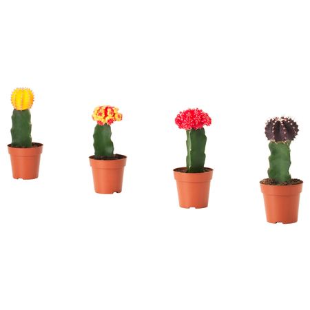 Растение в горшке, кактус Гимнокалициум 9 см IKEA GYMNOCALYCIUM ГИМНОКАЛИЦИУМ 204.284.02