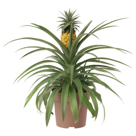 Растение в горшке 15 см IKEA ANANAS АНАНАС 804.933.95