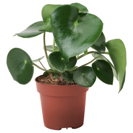 Растение в горшке, Капля дождя, 12 см IKEA PEPEROMIA POLYBOTRYA 504.085.44