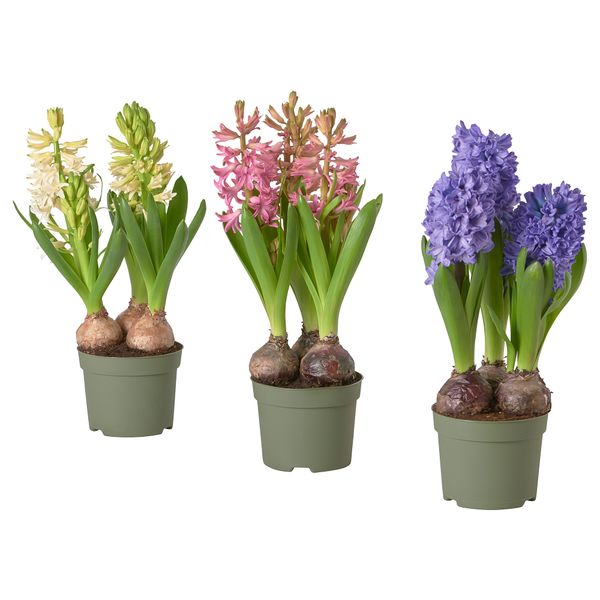 Растение в горшке, разные цвета, 12 см IKEA HYACINTHUS 705.930.84 - фото 1