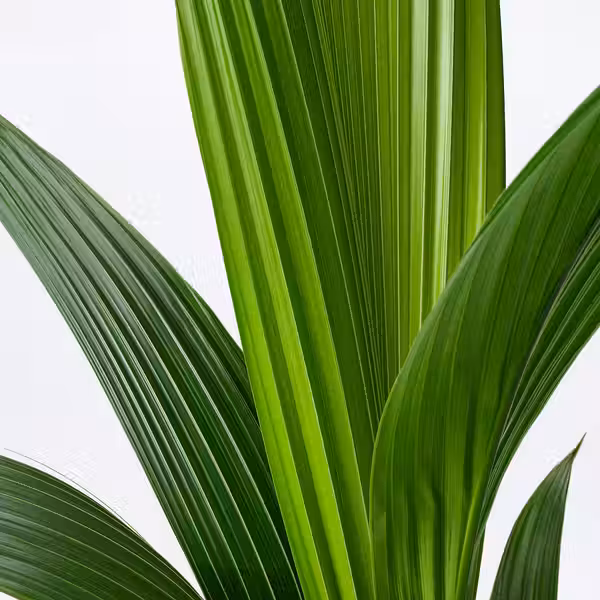 COCOS NUCIFERA Растение в горшке - кокосовая пальма 19 см - фото 2