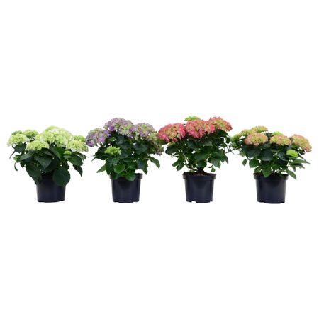 Растение в горшке HYDRANGEA, разные цвета (19 см)
