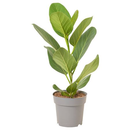 Растение в горшке 17 см IKEA FICUS AUDREY ФИКУС ОДРИ 705.010.32