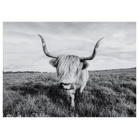 Холст, Любопытная корова, 140x100 см IKEA BJÖRKSTA БЬЁРКСТА 505.549.03