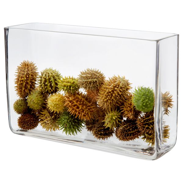 Растение CUCUMIS - схема-чертеж с размерами