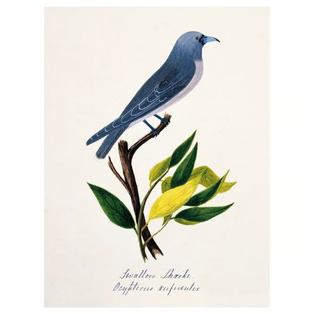 PJÄTTERYD Картина - птица синий 30x40 см