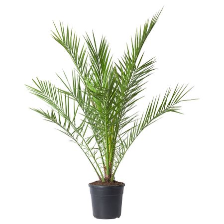 Растение в горшке IKEA PHOENIX CANARIENSIS ФИНИК КАНАРСКИЙ 005.471.23