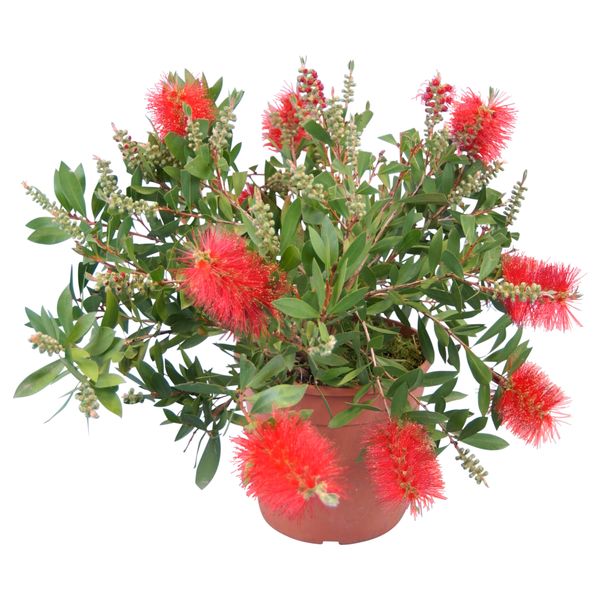 Растение в горшке CALLISTEMON CITRINUS, Каллистемон (17 см) - схема-чертеж с размерами