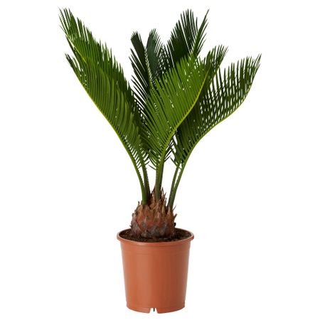 Растение в горшке CYCAS REVOLUTA, саговая пальма (12 см)