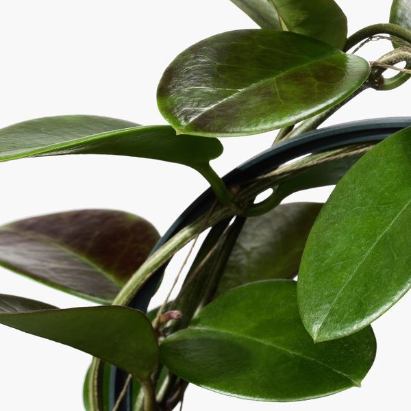 Растение в горшке, восковое дерево 12 см IKEA HOYA ХОЙЯ 504.919.01 - схема-чертеж с размерами