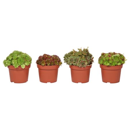 Растение в горшке SEMPERVIVUM, Молодило, различные растения (12 см)