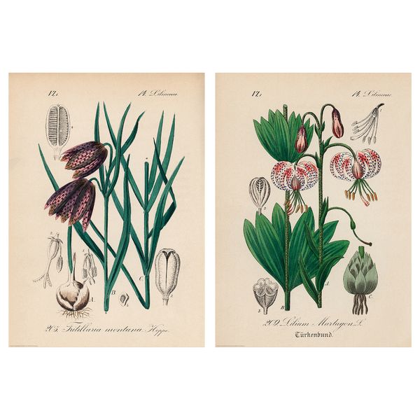 Постер, 50x70 см, Лилия кудреватая IKEA DRÖMBILD ДРЁМБИЛЬД 405.680.62 - фото 1