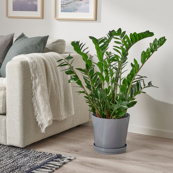 Горшок цветочный с поддоном, 24 см, для дома, улицы серый IKEA CITRUSFRUKT 105.084.37 - фото 5