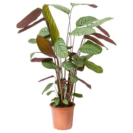 Растение в горшке, Калатея, 24 см IKEA CALATHEA 704.853.72