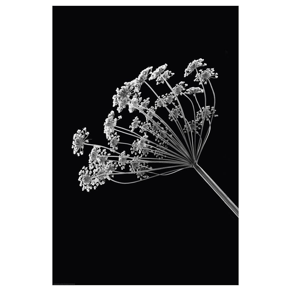 Постер, 61x91 см, Ангелика IKEA DRÖMBILD ДРЁМБИЛЬД 604.418.40 - фото 1