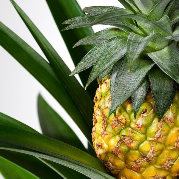 Растение в горшке, Ананас 12 см IKEA ANANAS АНАНАС 905.007.72 - схема-чертеж с размерами